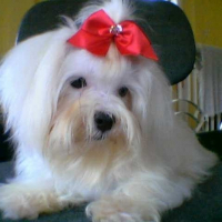 Photo de profil de Crystal
