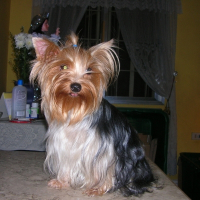 Photo de profil de Ceres's streuzel