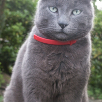 Photo de profil de Chapi