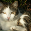 Photo de Croquette