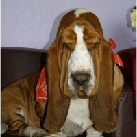 Photo de profil de Billy du domaine des rouvres