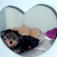 Photo de profil de Lou-lee
