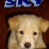Photo de Sky
