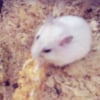 Photo de Kismo junior