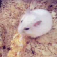 Photo de profil de Kismo junior