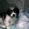 Photo de Fiffi, Shih Tzu