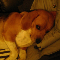 Photo de profil de Cookie