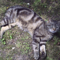 Photo de profil de Azrel