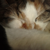 Photo de Eclipse