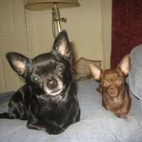 Photo de profil de Pebbles and roxxi