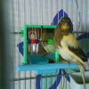 Photo de Cézar