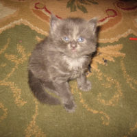 Photo de profil de Bleu boy 