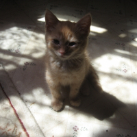 Photo de profil de Jardy mcklain