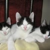 Photo de Missy junior and shorty