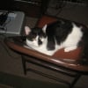 Photo de Daddy spooker dooker, American Shorthair
