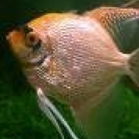 Photo de profil de Maraqua