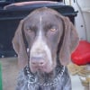 Photo de Duke vom hundegelaut, Braque allemand à poil court