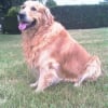 Photo de T'gold de mounsempe, Golden Retriever