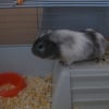 Photo de Ratatouille