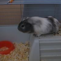 Photo de profil de Ratatouille