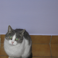 Photo de profil de Vanille