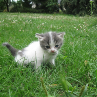 Photo de profil de Cookie