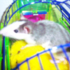 Photo de Pepette