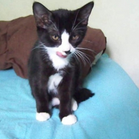 Photo de profil de Femelle à adopter