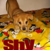 Photo de Shy
