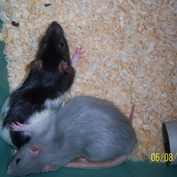 Photo de profil de Cerise et prune