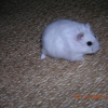 Photo de Ratatouille