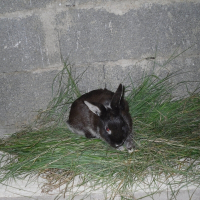 Photo de profil de Chocolat