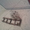 Photo de Panda
