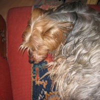 Photo de profil de Saxo