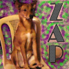 Photo de Zap