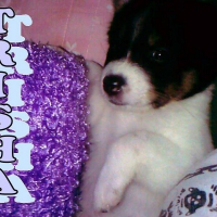 Photo de profil de Trisha