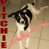Photo de Pichie