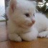 Photo de Polaire