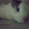 Photo de Dash