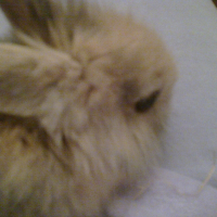 Photo de profil de Biscotte