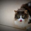 Photo de Dalida