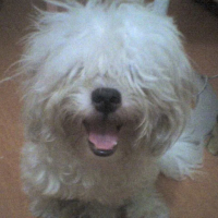 Photo de profil de Chip