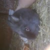 Photo de Balzanette