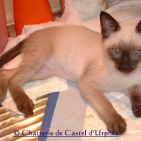 Photo de profil de Eddy de castel d'urphée