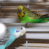 Photo de Chouchou et loulou