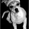 Photo de Chilli, Fox Terrier