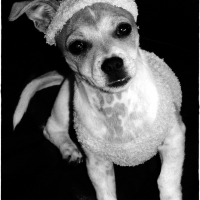 Photo de profil de Chilli