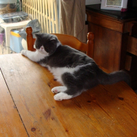Photo de profil de Darwin 