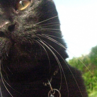 Photo de profil de Kolur