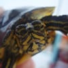 Illustration pour "Mr tortue"